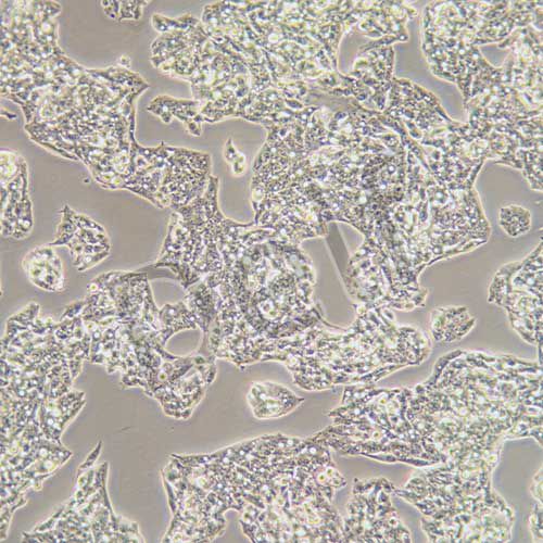 Hep G2 人肝癌細(xì)胞