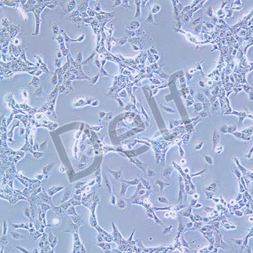 HET-1A 人食管上皮細(xì)胞