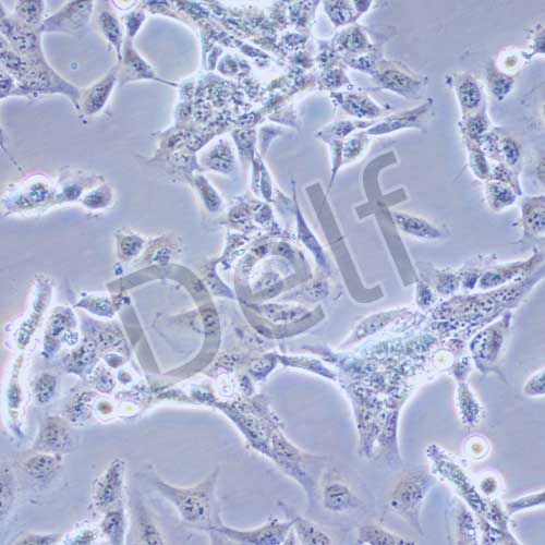 HET-1A 人食管上皮細(xì)胞