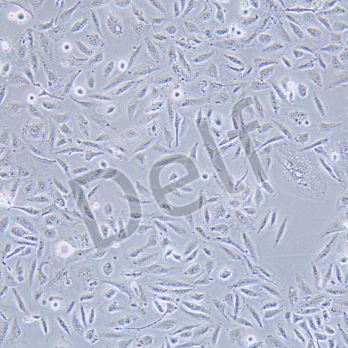 HK-2 人腎皮質(zhì)近曲小管上皮細(xì)胞