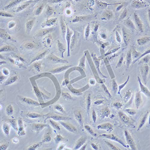 HK-2 人腎皮質(zhì)近曲小管上皮細(xì)胞