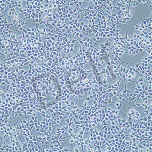 Hkb20 人腎上皮細胞