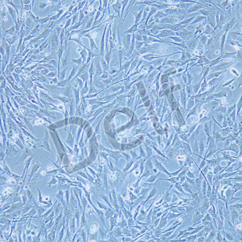 HL-1 小鼠心肌細(xì)胞