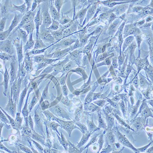 HL-1 小鼠心肌細(xì)胞