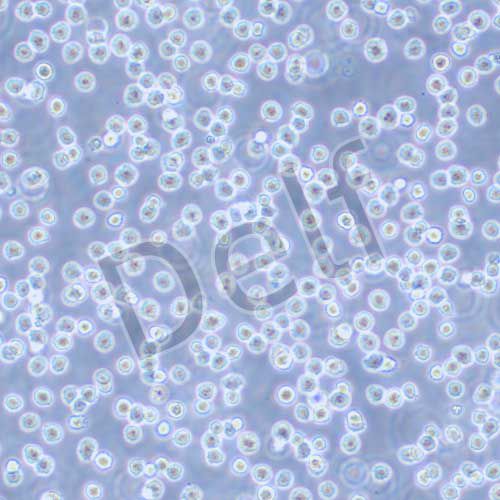 HL-60 人早幼粒白血病細胞