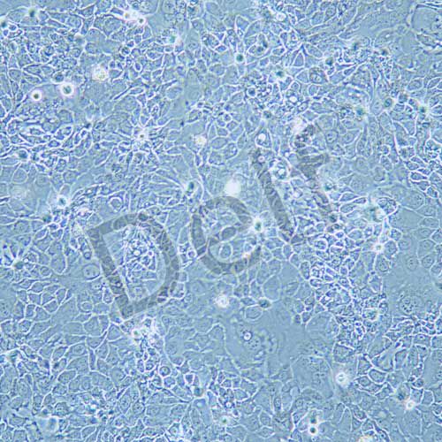 HPAF-II 人胰腺癌細胞