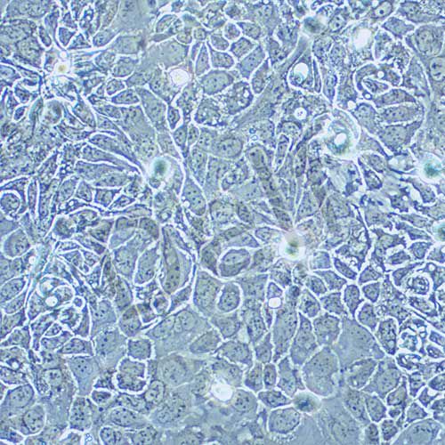 HPAF-II 人胰腺癌細胞