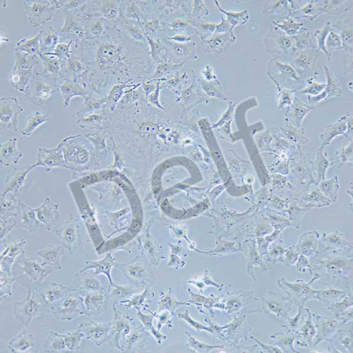 HS578T 人乳腺癌細(xì)胞