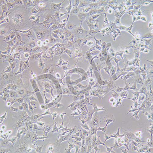 Hs746T 人胃癌細(xì)胞