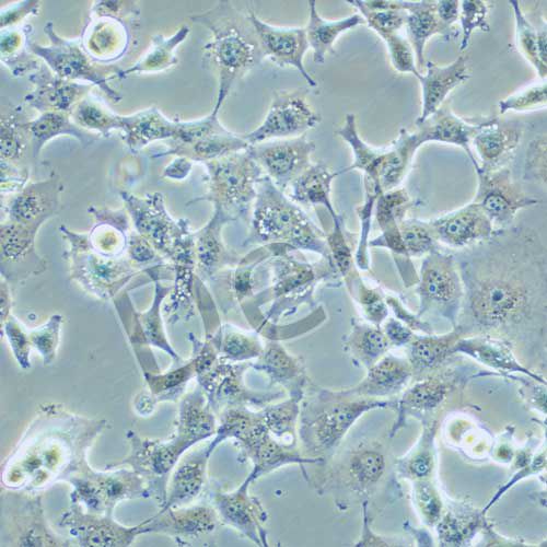 Hs746T 人胃癌細(xì)胞