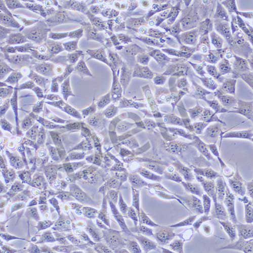 HT22 小鼠海馬神經(jīng)元細(xì)胞