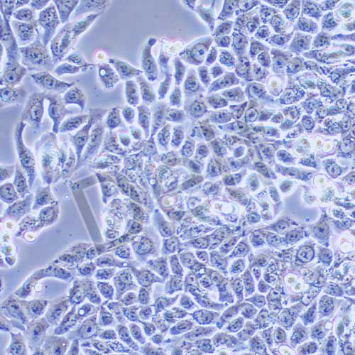 HT-29 人結(jié)腸癌細(xì)胞