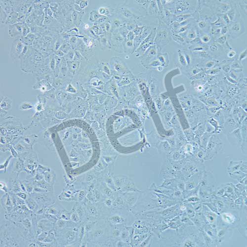 huh-7 人肝癌細(xì)胞