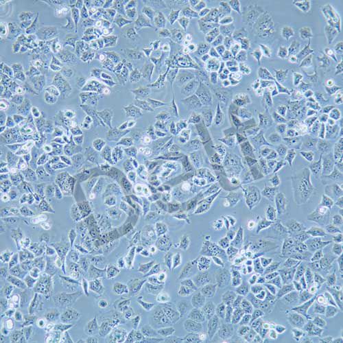 HUTU-80 人十二脂腸腺癌細(xì)胞
