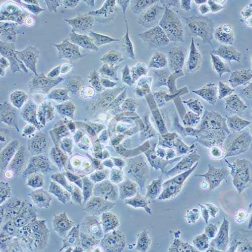 HUTU-80 人十二脂腸腺癌細(xì)胞