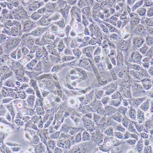 ID8 小鼠卵巢上皮癌細(xì)胞