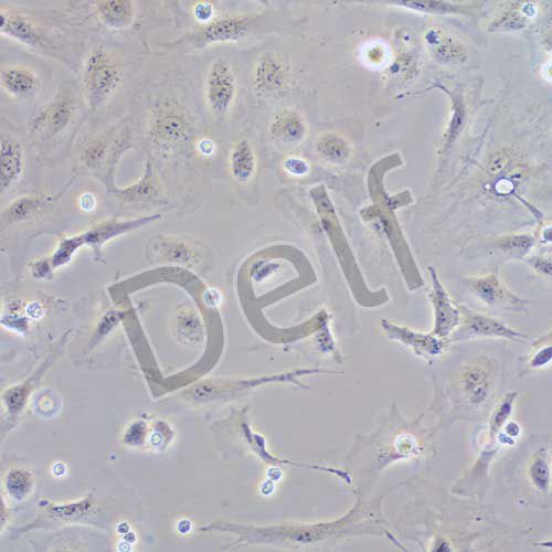 IEC-6 大鼠小腸隱窩上皮細(xì)胞