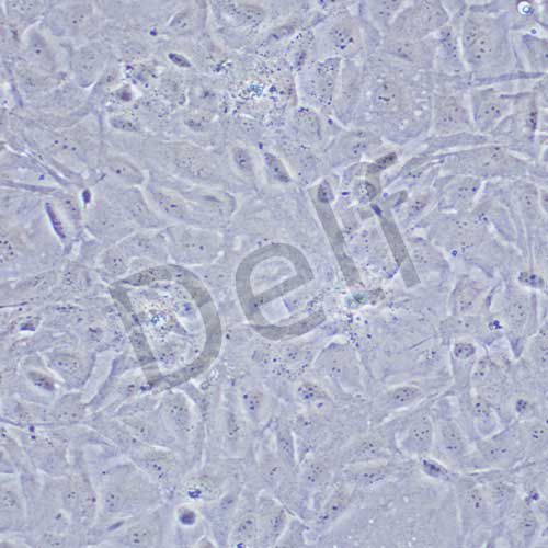 IEC-18 大鼠回腸細(xì)胞