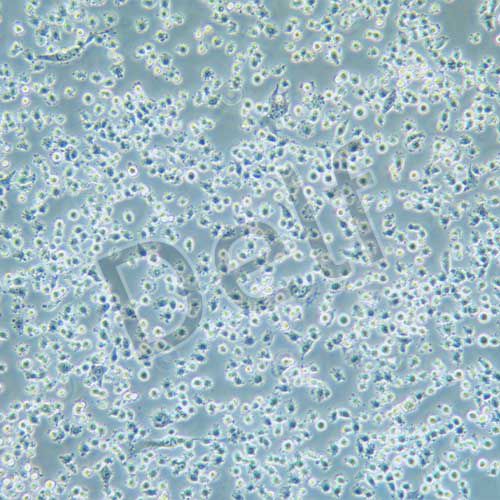 IHH4 人甲狀腺乳頭狀癌細胞