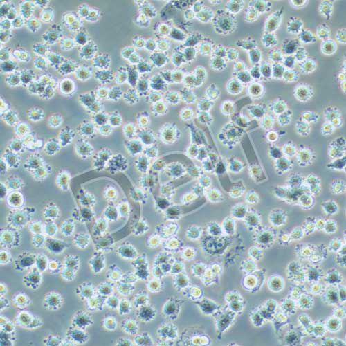 IHH4 人甲狀腺乳頭狀癌細胞