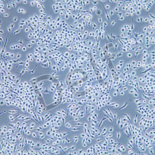 J774A.1 小鼠單核巨噬細(xì)胞