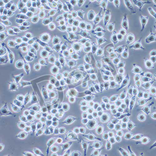 J774A.1 小鼠單核巨噬細(xì)胞