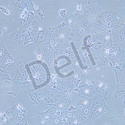 JEG-3 人絨毛膜癌細(xì)胞