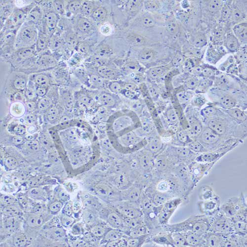 JEG-3 人絨毛膜癌細(xì)胞