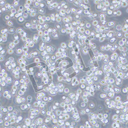 Jeko-1 人套細胞淋巴瘤細胞