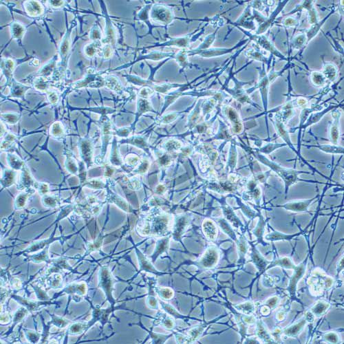 K7M2wt 小鼠骨肉瘤成骨細(xì)胞