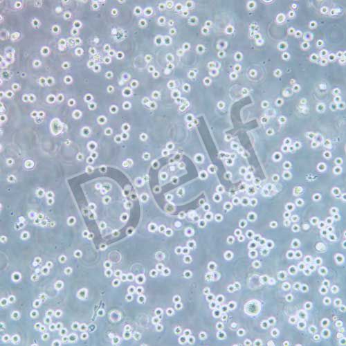 K562/ADR(人白血病阿霉素耐藥株)