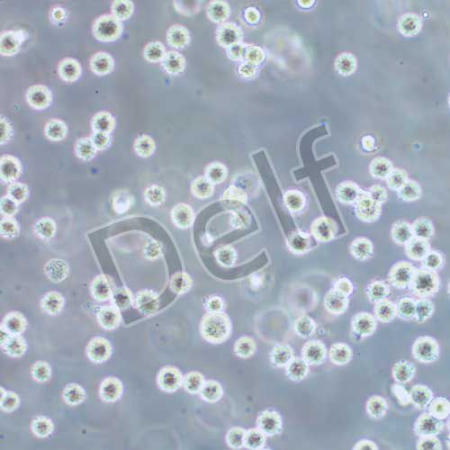 K562/ADR(人白血病阿霉素耐藥株)