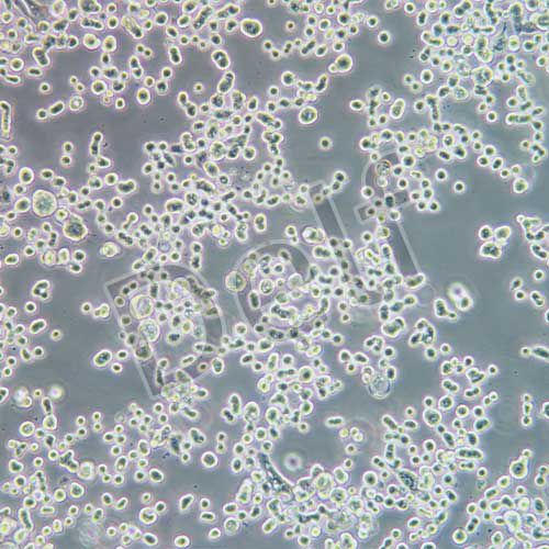 KATO III 人胃癌細(xì)胞