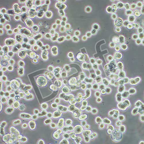 KATO III 人胃癌細(xì)胞