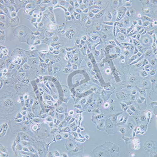 KLE 人子宮內(nèi)膜癌細(xì)胞