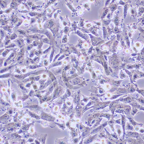 KNS-89 人腦膠質(zhì)瘤細(xì)胞