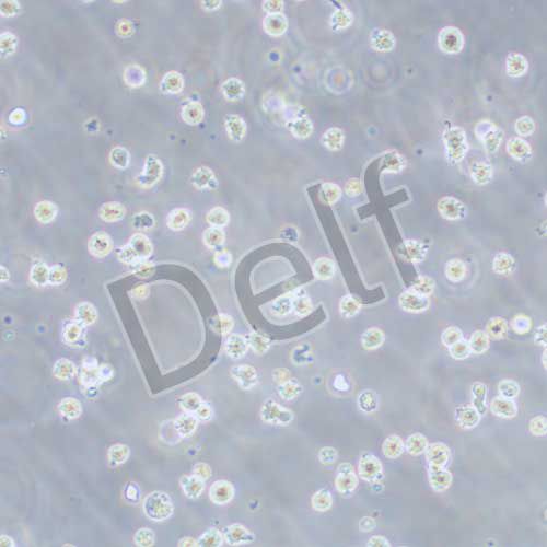 KU812 人外周血嗜堿性白血病細胞