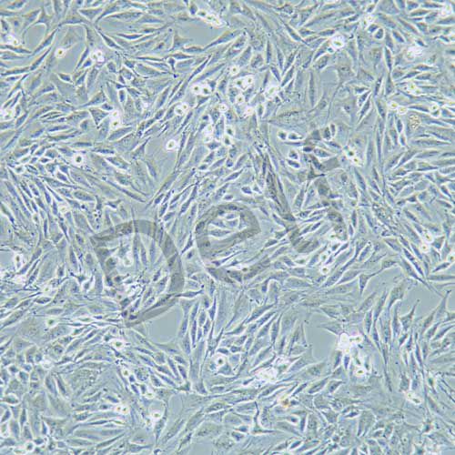 L6 大鼠成肌細胞