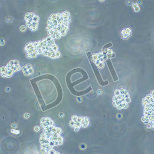 L5178Y TK 小鼠淋巴瘤細胞