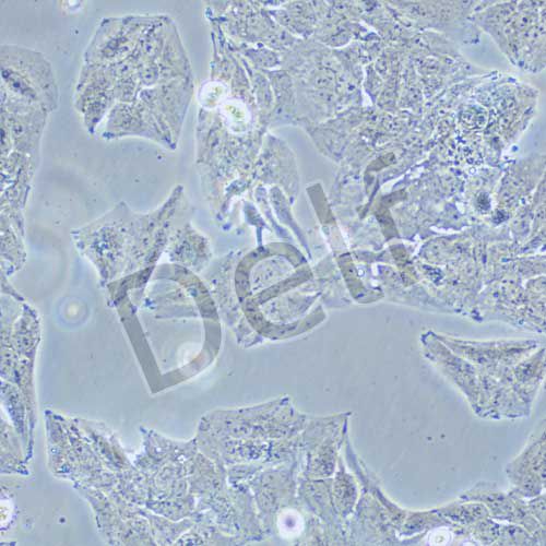 Li-7 人肝癌細(xì)胞