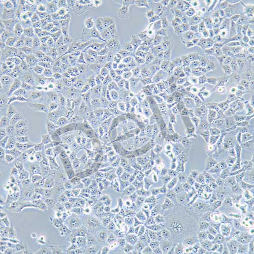 LLC-PK-1 豬腎細(xì)胞系