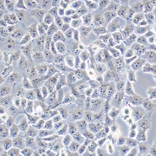 LLC-PK-1 豬腎細(xì)胞系