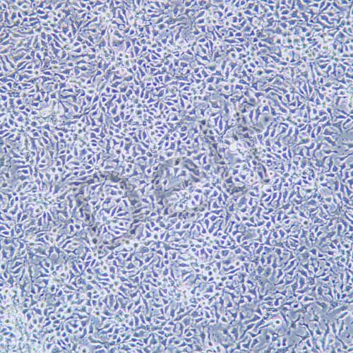 LMH 雞肝癌細(xì)胞