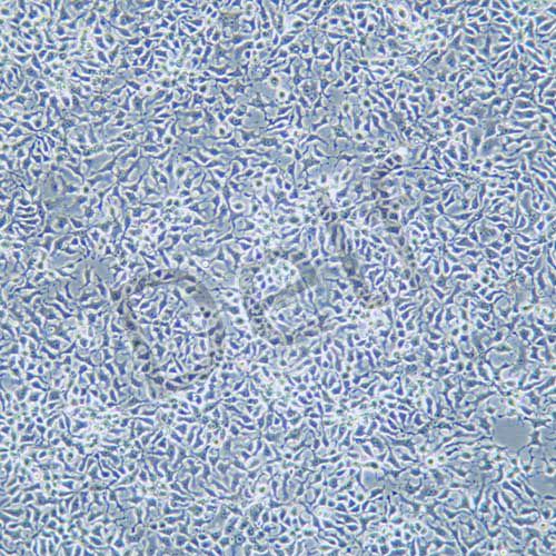 LMH 雞肝癌細(xì)胞