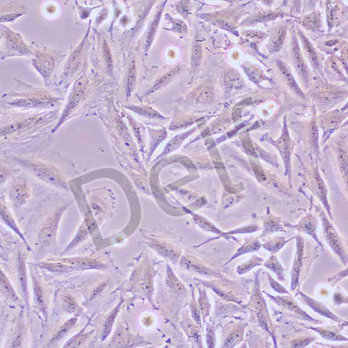 LN229人膠質(zhì)瘤細(xì)胞