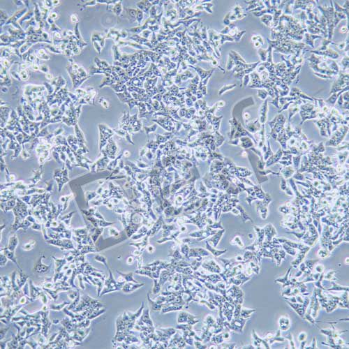 LOVO 人結(jié)腸癌細(xì)胞