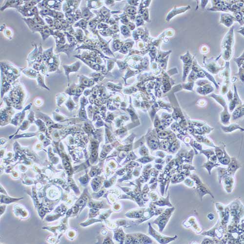 LOVO 人結(jié)腸癌細(xì)胞