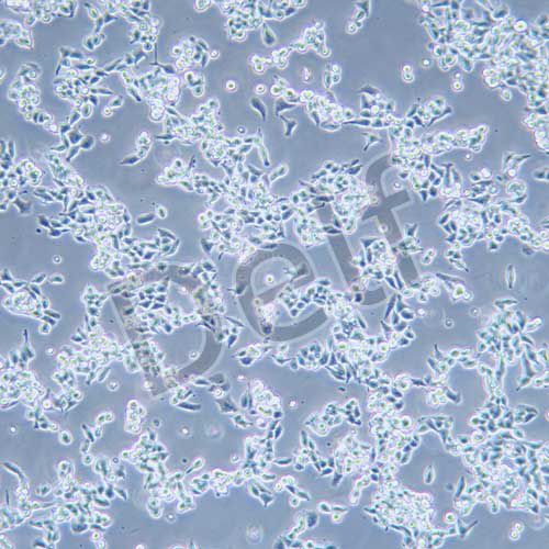 LS174T 人結(jié)直腸腺癌細胞