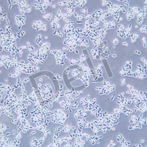 LS174T 人結(jié)直腸腺癌細胞