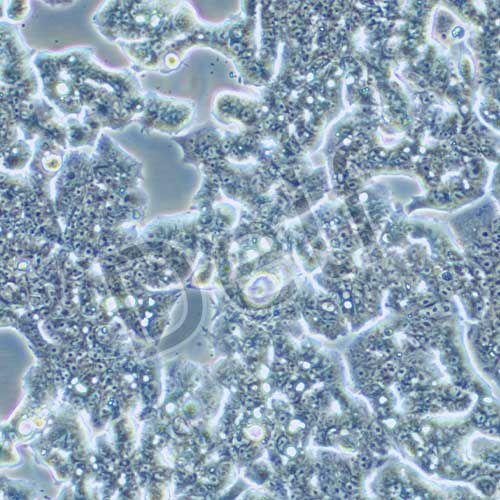 LS180 人結(jié)腸癌細胞